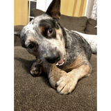 Tall Tails Wobbler Bacon Scented Chew