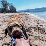 Tall Tails Braided Navy Ring Dog Toy - Durable Tug and Fetch Toy