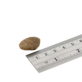 Fish4Dogs Finest Adult White Fish With Potato (Large Kibble)