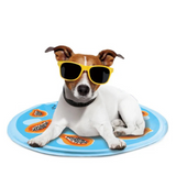 All For Paws Chill Out Papaya - Cooling Mat for Dogs