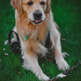 Anco Naturals Camel Braid - High Protein, Low Fat, Long Lasting Dog Chew