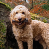 Anco Naturals Camel Roll - Hypoallergenic, Long Lasting Chew for Dogs