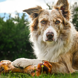 Anco Naturals Ostrich Dino Bone
