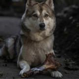 Anco Naturals Ostrich Mini Caveman Bone