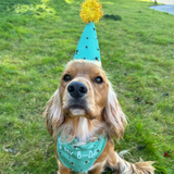 Ancol B-Day Hat & Bandana Set – Cute Bee-Themed Dog Birthday Outfit with Party Hat and Collar-Fitting Bandana
