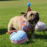 Ancol Pawty Sprinkle Cake – Soft plush dog toy in the shape of a birthday cake, featuring a rope candle and a hidden squeaker for gentle play and cuddles.