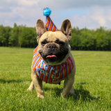 Ancol Pawty Stripe Hat with Bandana Set