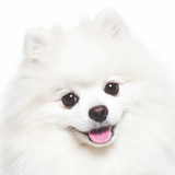 BeLoved BeClear Pet Tear Stain Cure Balm in a tin, gentle solution for removing and preventing tear stains for cats and dogs.