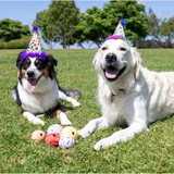 Chuckit Birthday Ball 3 Pack