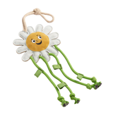 Green & Wilds Crazy Daisy