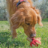 KONG Stuff-A-Ball