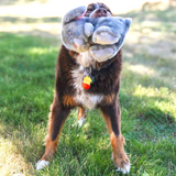 KONG Toughz Bunny - Tough, Snuggly, Squeaky Plush Toy for Dogs