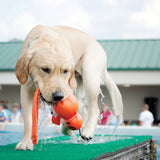 KONG Wubba Wet – High-Visibility Floating Dog Toy with Neoprene Fabric & Tails
