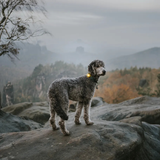 Orbiloc Dog Safety Light
