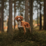 Orbiloc Dog Safety Light