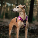 Orbiloc Dog Dual Safety Light