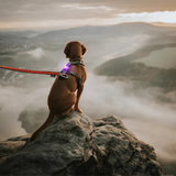 Orbiloc Dog Dual Safety Light