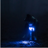 Orbiloc Dog Safety Light