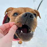 Pala Treats 100% Rabbit - Air Dried Treats for Dogs & Cats