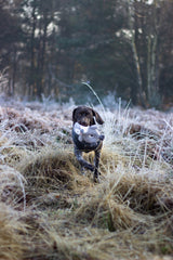 Rosewood Paul Penguin