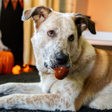 Rosewood Spirit & Spook Bat & Pumpkin Chew