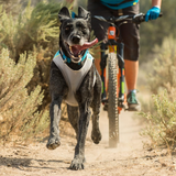 Ruffwear Jet Stream Cooling Vest Lagoon Blue - Lightweight Breathable Cooling Vest for Active Dogs