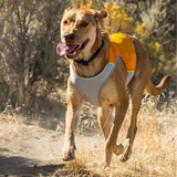 Ruffwear Jet Stream Cooling Vest Salamander Orange - Lightweight Breathable Cooling Vest for Active Dogs