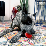 KONG Signature Balls 4 Pack Assorted