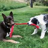 KONG Signature Crunch Double Rope - Crinkle Sound Tug Toy for Dogs