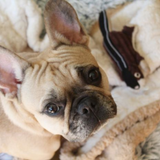 Tall Tails Plush Chipmunk - Soft Squeaky Toy for Dogs