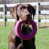 Tall Tails G.O.A.T. Rubber Sport Ring – Durable Fetch and Treat Dog Toy.