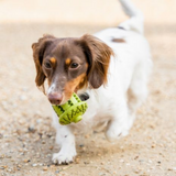 Tall Tails Natural Rubber Acorn Toy - Interactive Treat Dispensing Toy for Dogs