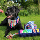 Ancol Pawty Bandana – Blue Striped Birthday Bandana for Dogs