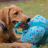 Ancol Its My Birthday Present Blue - Squeaky, Plush Birthday Toy for Dogs