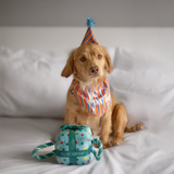 Ancol Its My Birthday Present Blue - Squeaky, Plush Birthday Toy for Dogs