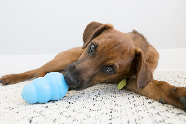 Keep Your Pets Busy This Christmas – Enrichment for Dogs and Cats Is Here!