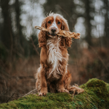Anco Naturals Buffalo Braid