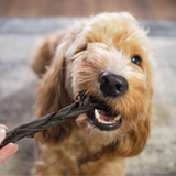 Anco Naturals Camel Braid - High Protein, Low Fat, Long Lasting Dog Chew