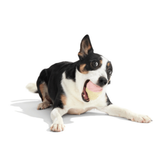 Bark I-Squeak Cone