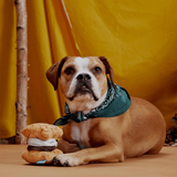 Bark More S'Mores