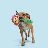 Bark Penny Pechewnia