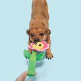 Bark Penny Pechewnia
