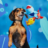 Bark The Groupers