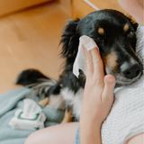 Beco Dog Eye Cleaning Wipes