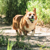 Chuckit Eco Fetch Day Ball