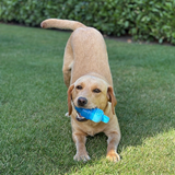 Danish Design Pet Cooling Ice Lolly Toy