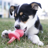 KONG Puppy Binkie (Assorted Colours)
