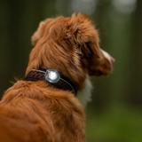 Orbiloc Dog Safety Light