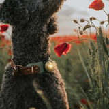 Orbiloc Dog Safety Light