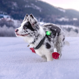 Orbiloc Dog Safety Light